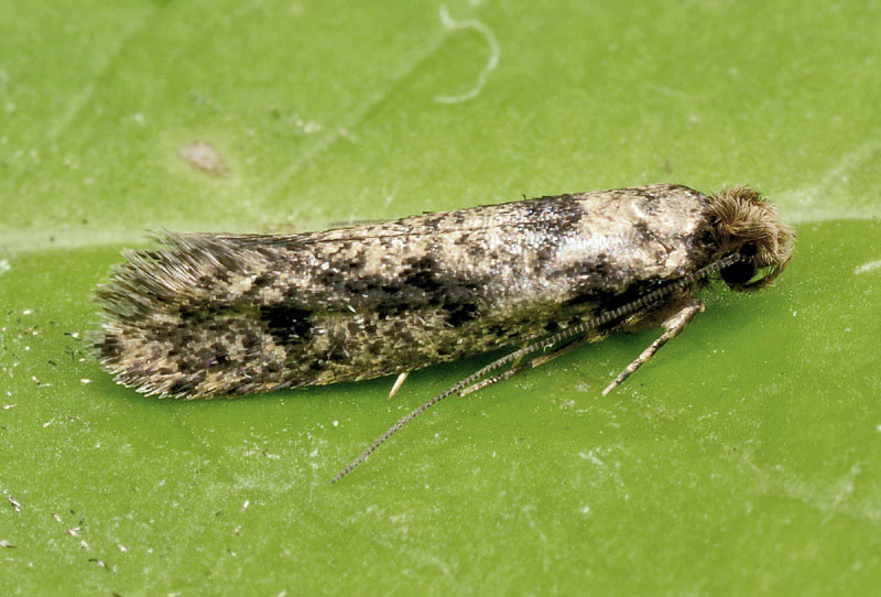 Tineidae - Niditinea fuscella